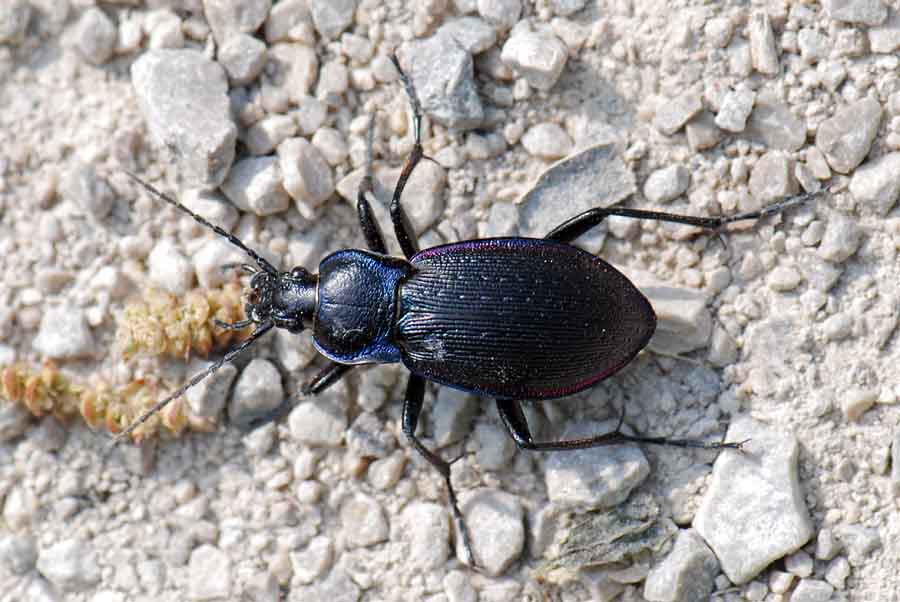 Carabidae da identificare: Carabus catenulatus